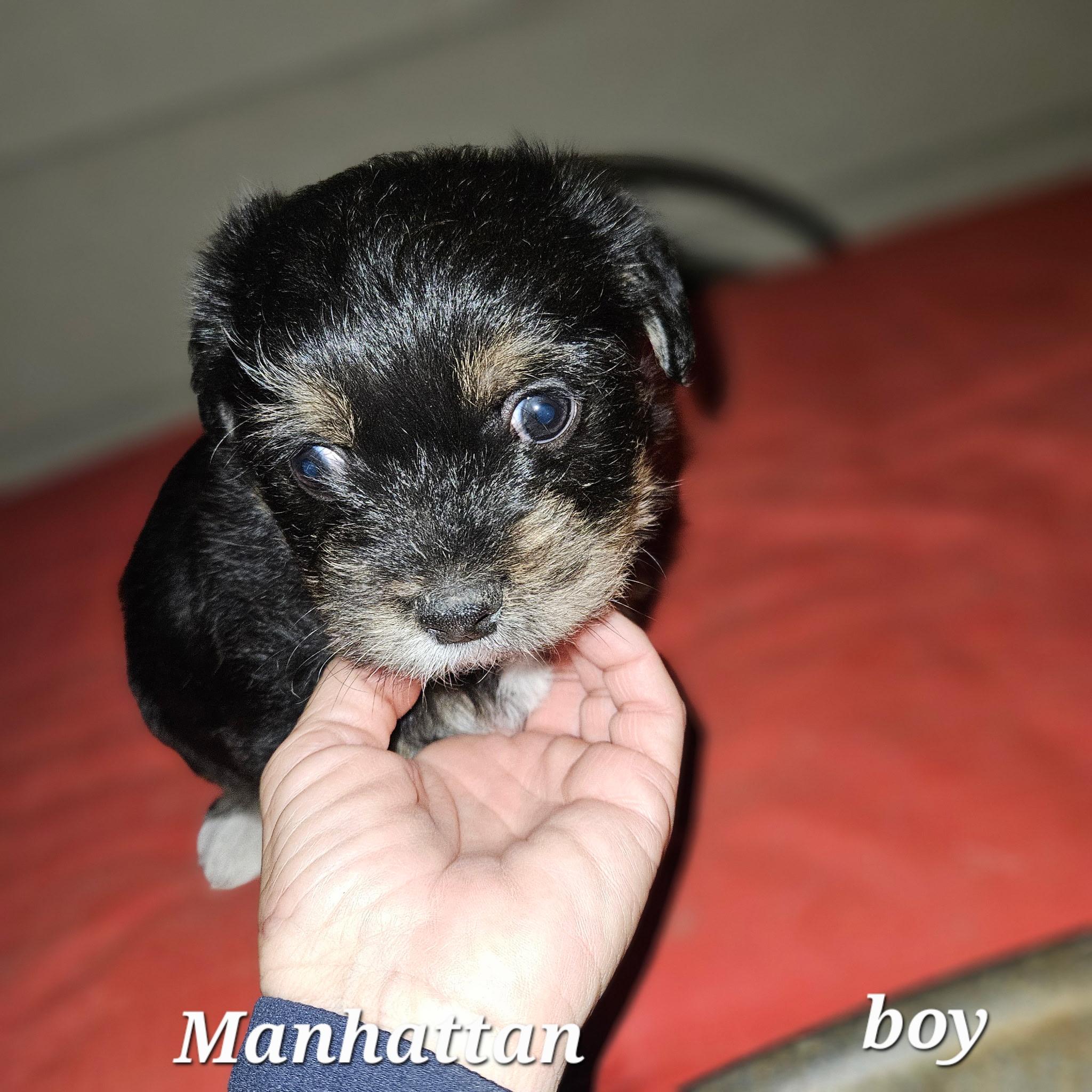 Enlarge Manhattan , an adopted mixed breed in clayton , CA image 2/3