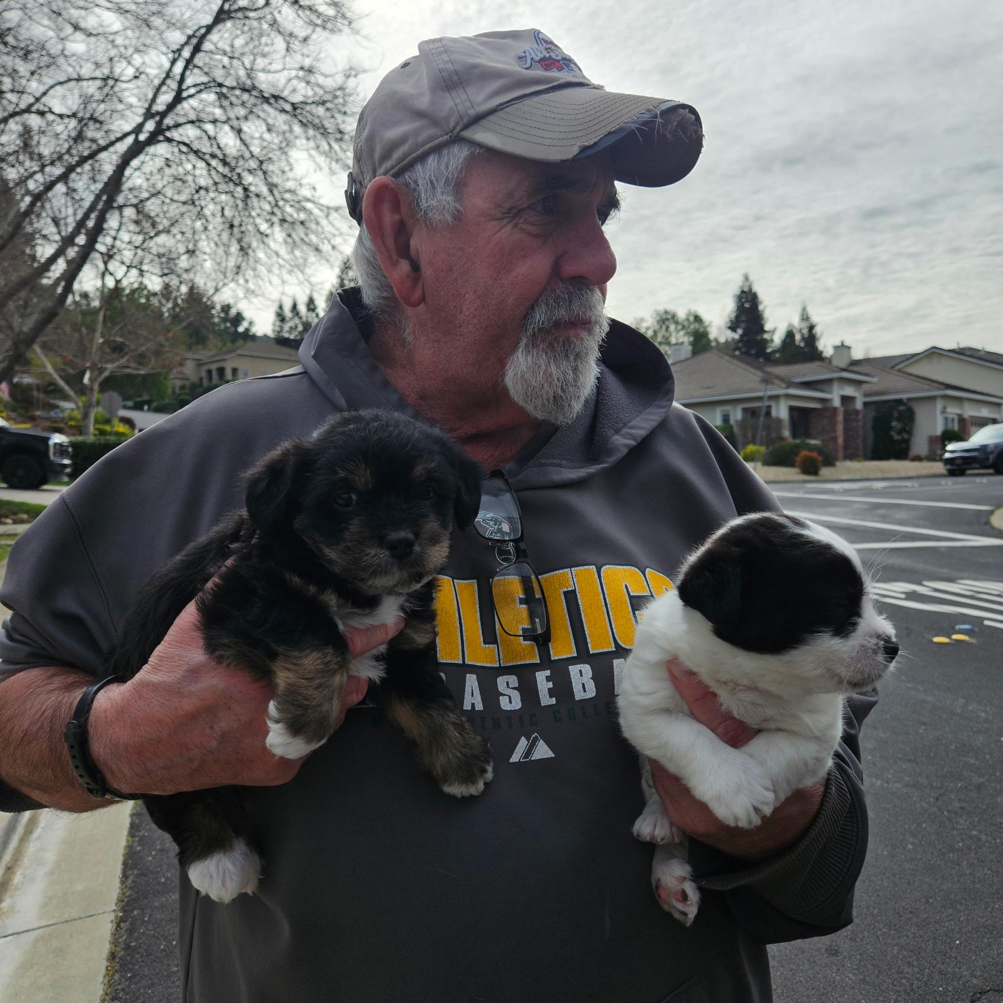 Enlarge Manhattan , an adopted mixed breed in clayton , CA image 3/3