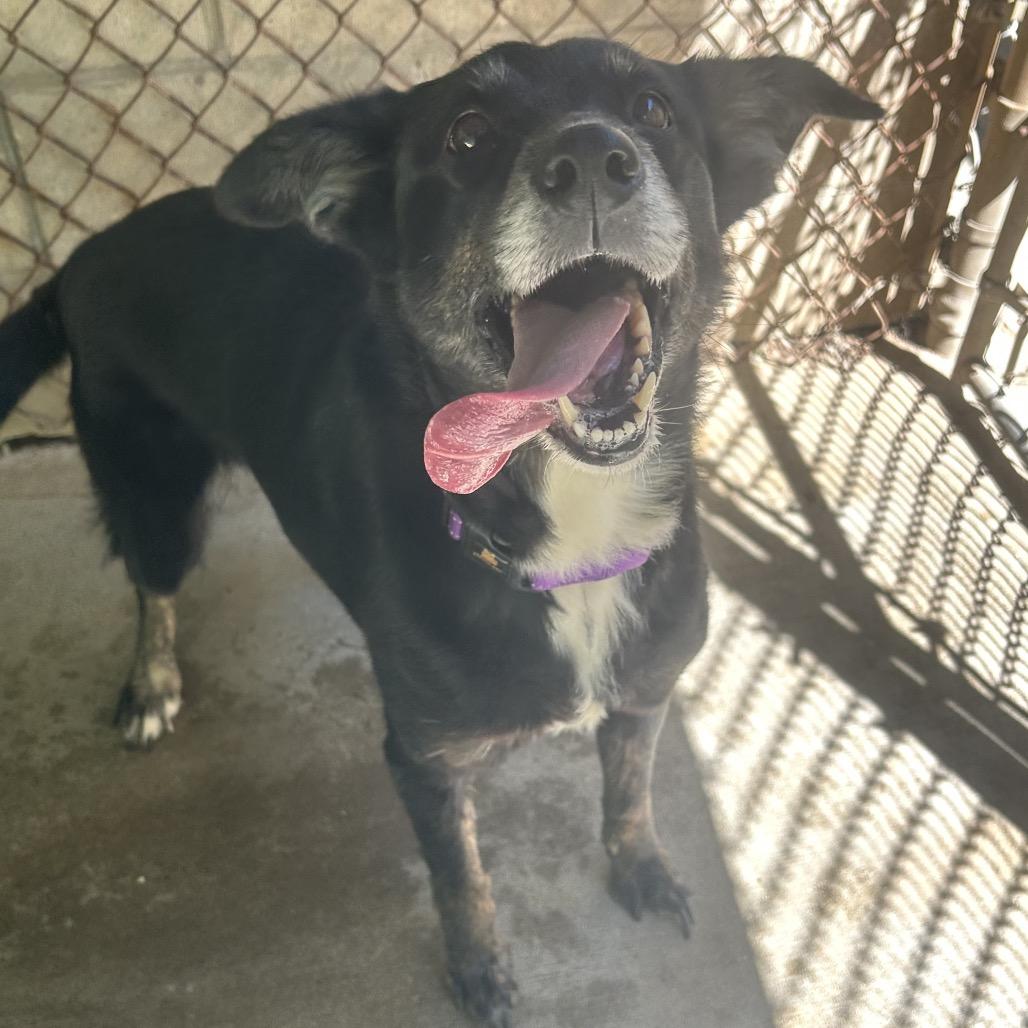Enlarge Harley, a Adoptable mixed breed in Greenville, PA image 2/2