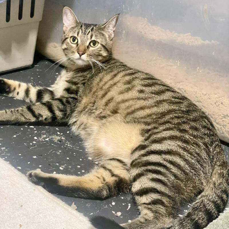 Toffee, ADOPTABLE, Young Male Tabby & Domestic Short Hair.
