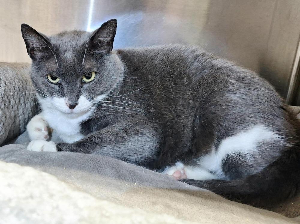 Enlarge Daisy, a Adoptable Domestic Short Hair in Ferndale, MI image 1/2