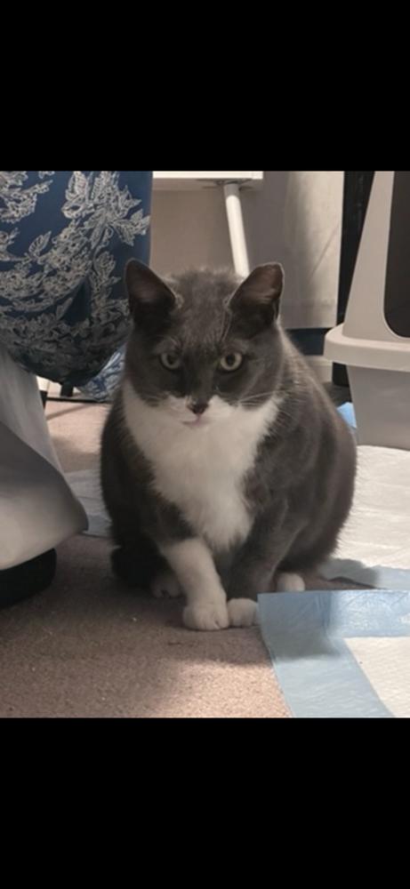Enlarge Daisy, a Adoptable Domestic Short Hair in Ferndale, MI image 2/2