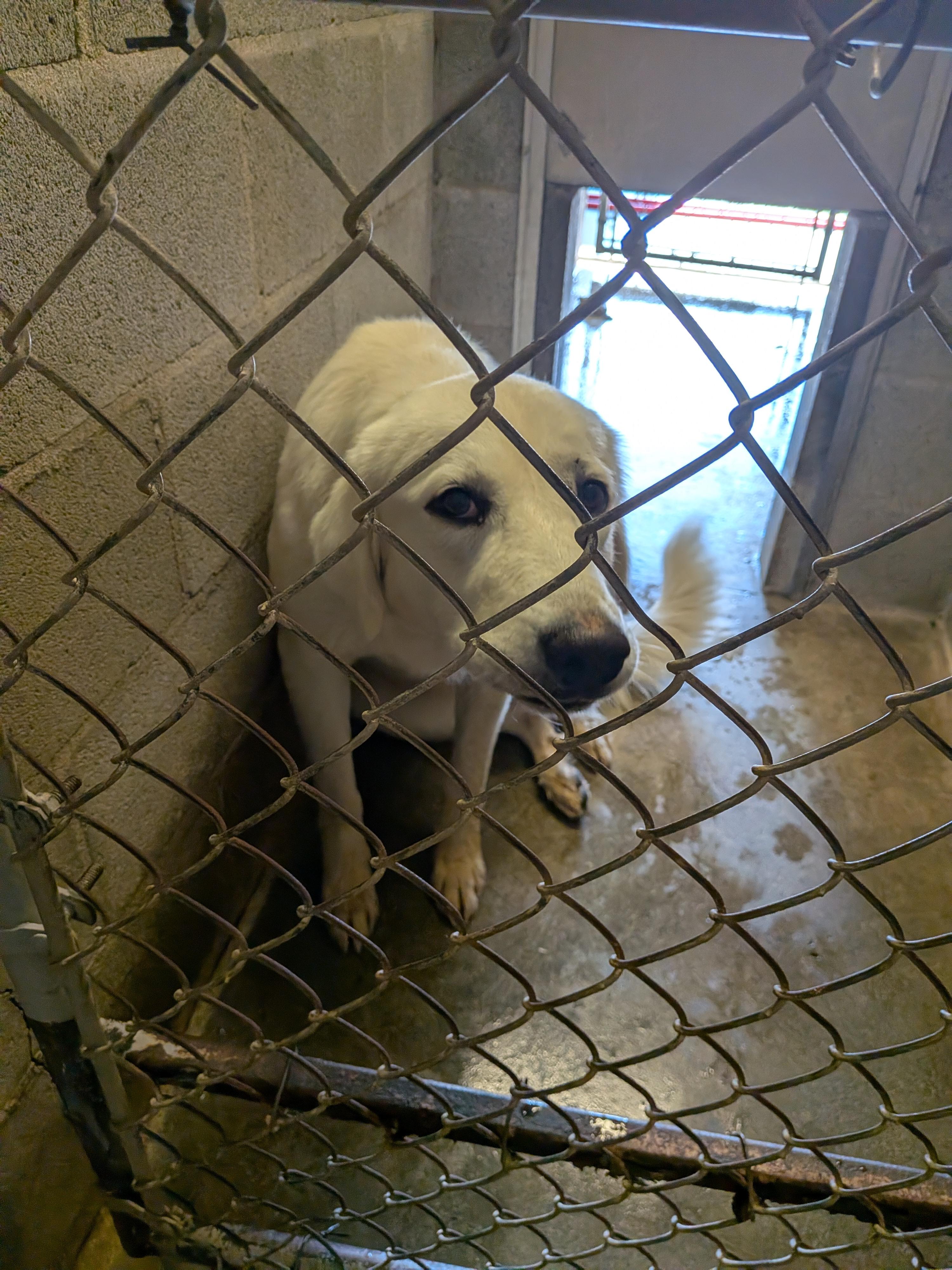 Enlarge Delilah, a Adoptable mixed breed in Hermiston, OR image 2/3