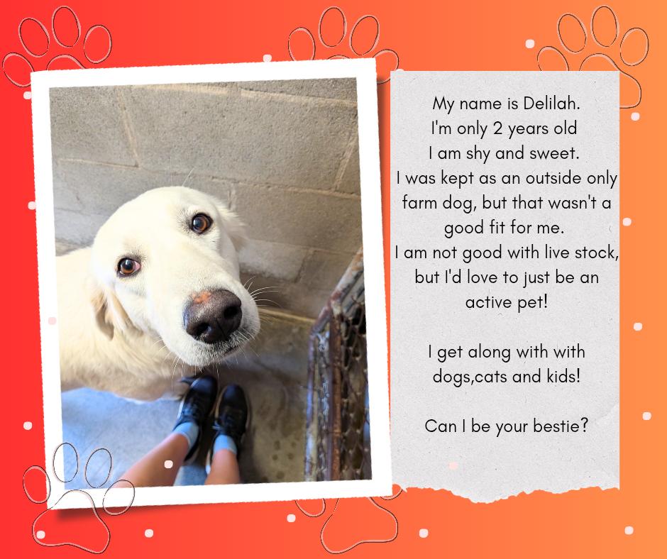 Delilah, Adoptable, Young Female Great Pyrenees & Anatolian Shepherd.