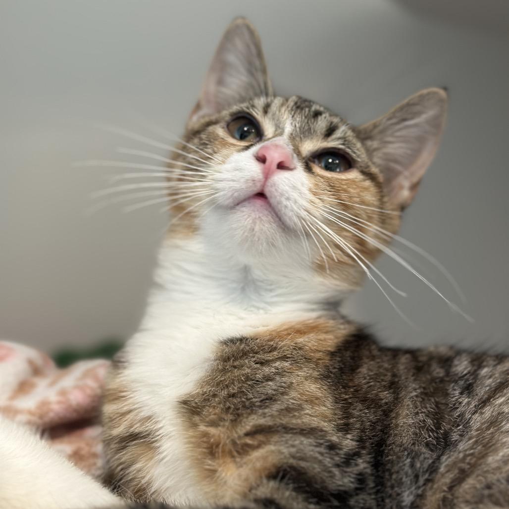 Enlarge Bobbie, a Adoptable Domestic Short Hair in Matteson, IL image 1/6