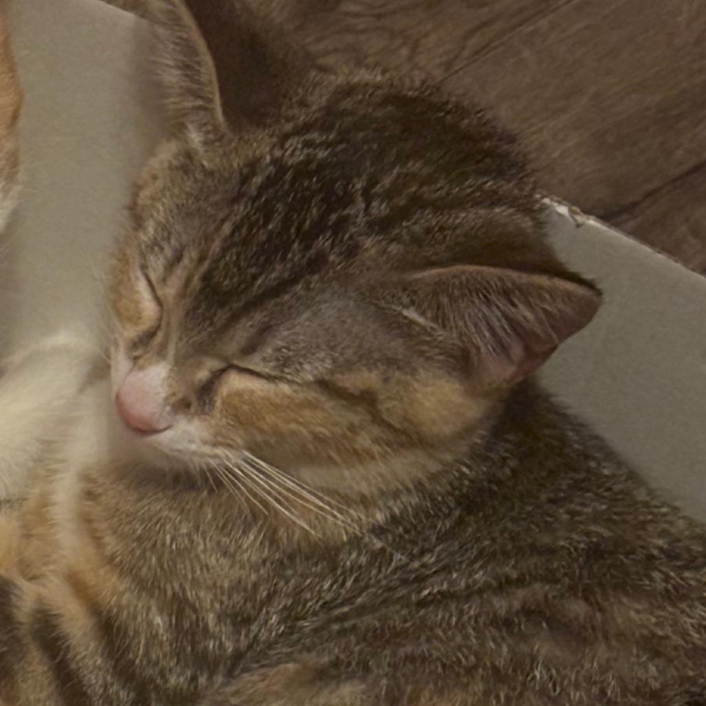 Enlarge Bobbie, a Adoptable Domestic Short Hair in Matteson, IL image 2/6