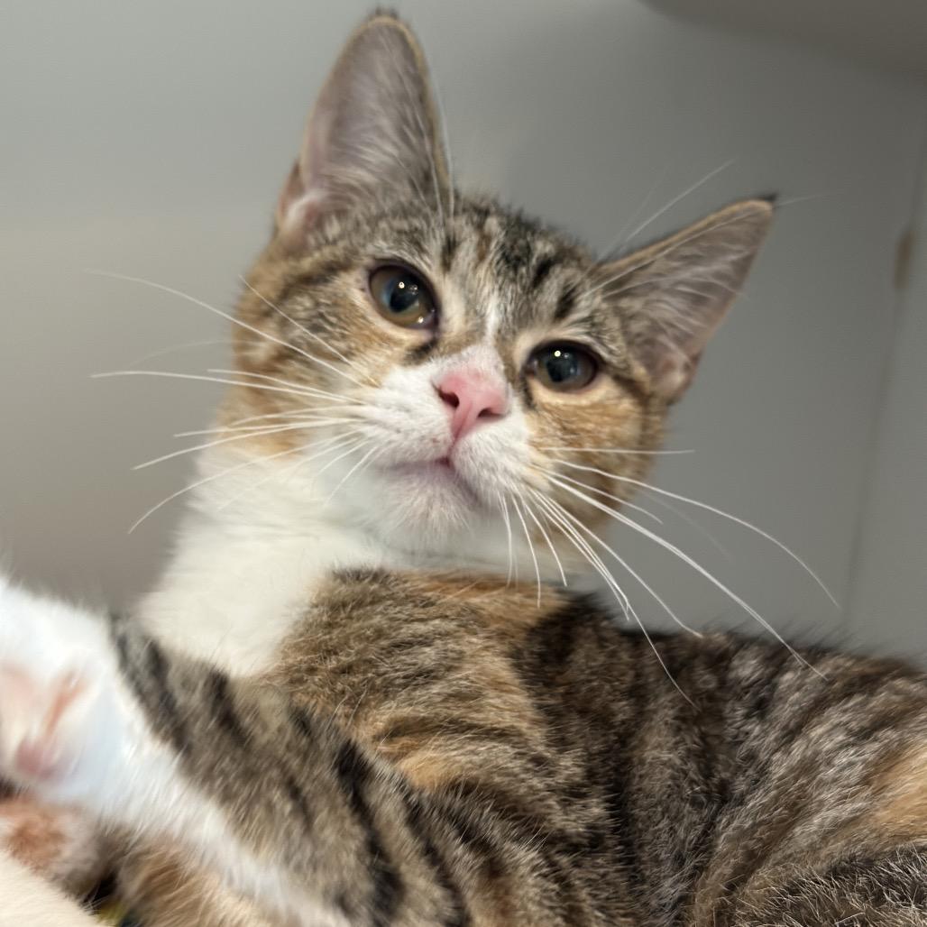 Enlarge Bobbie, a Adoptable Domestic Short Hair in Matteson, IL image 3/6
