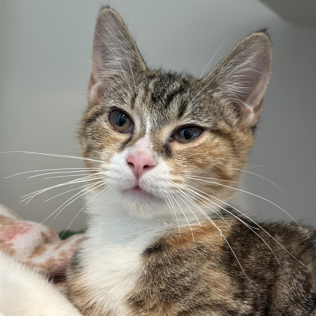 Enlarge Bobbie, a Adoptable Domestic Short Hair in Matteson, IL image 4/6