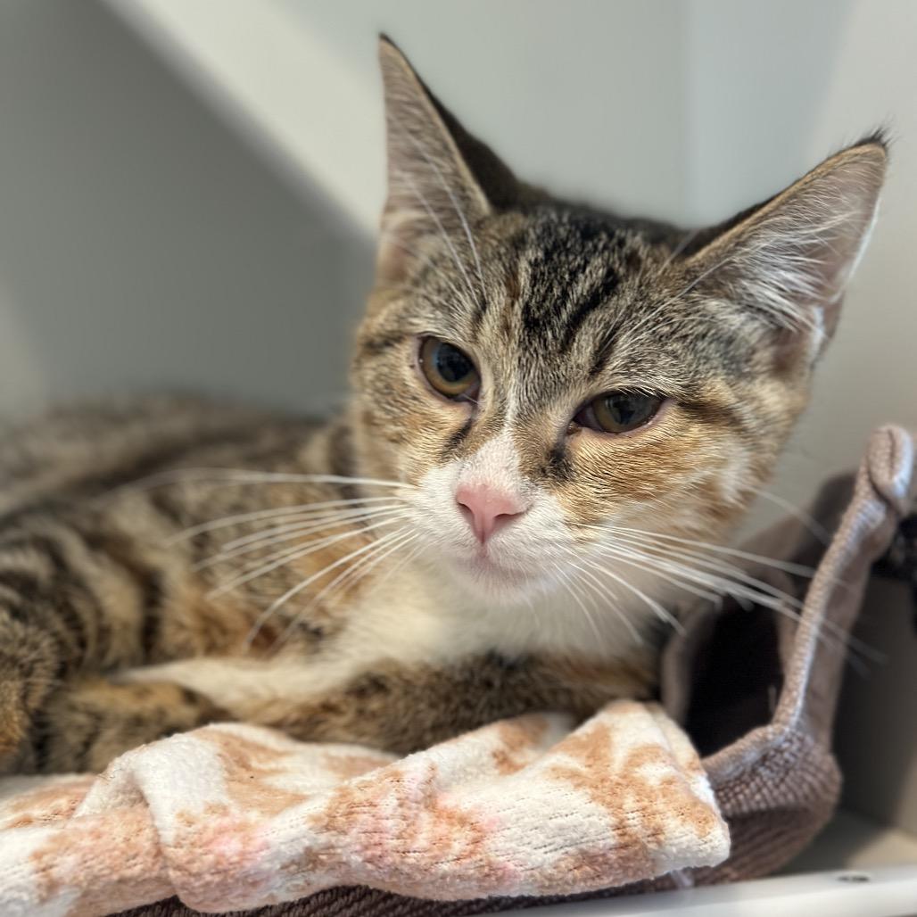 Enlarge Bobbie, a Adoptable Domestic Short Hair in Matteson, IL image 5/6