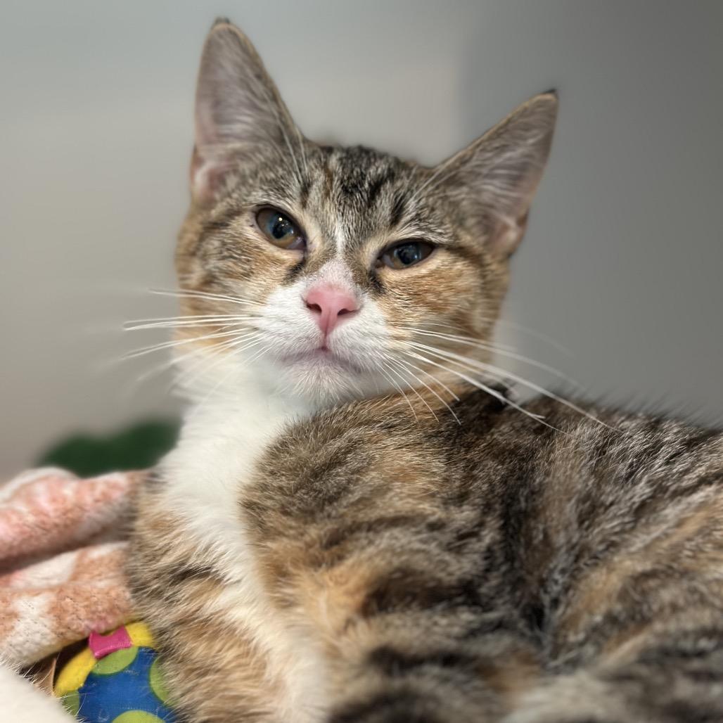 Enlarge Bobbie, a Adoptable Domestic Short Hair in Matteson, IL image 6/6