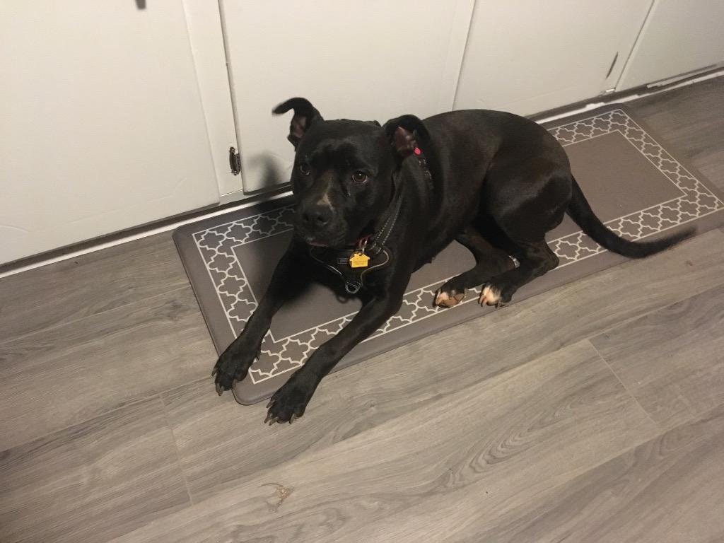 Bitsy (Courtesy Post), Adoptable, Adult Female Labrador Retriever.