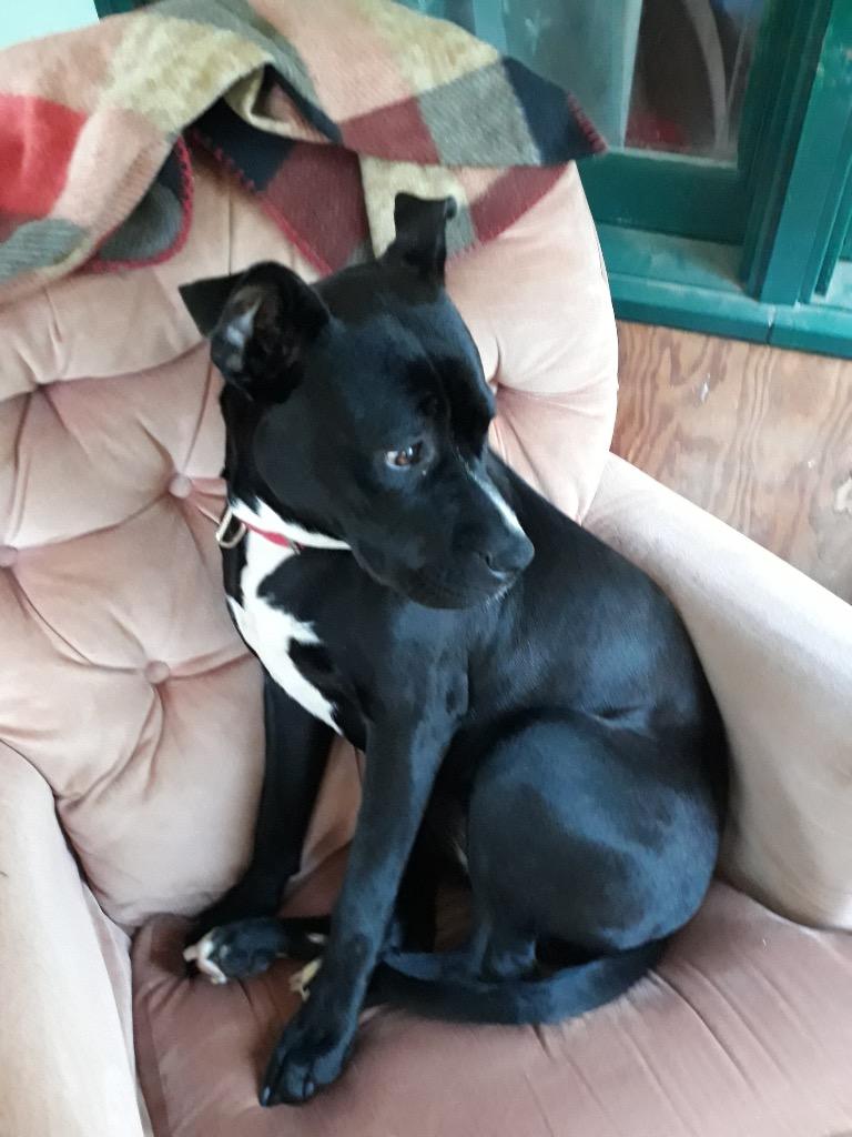 Enlarge Bitsy (Courtesy Post), a Adoptable Labrador Retriever in Rutherfordton, NC image 2/2