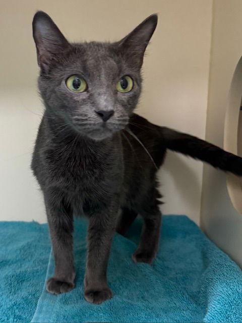 Everlee, Adoptable, Adult Female Domestic Short Hair.