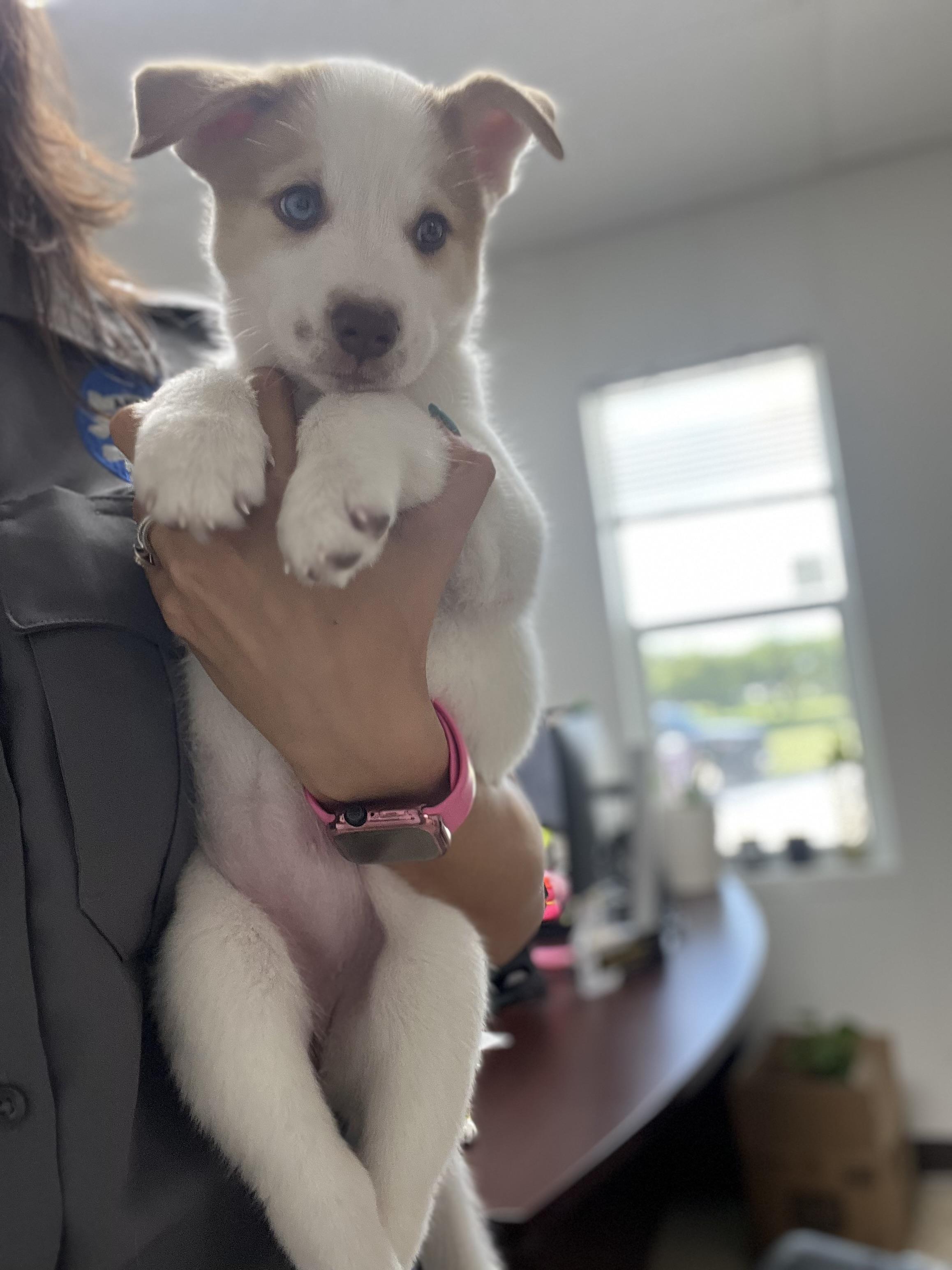 Kiwi, adopted, Young Female Husky.