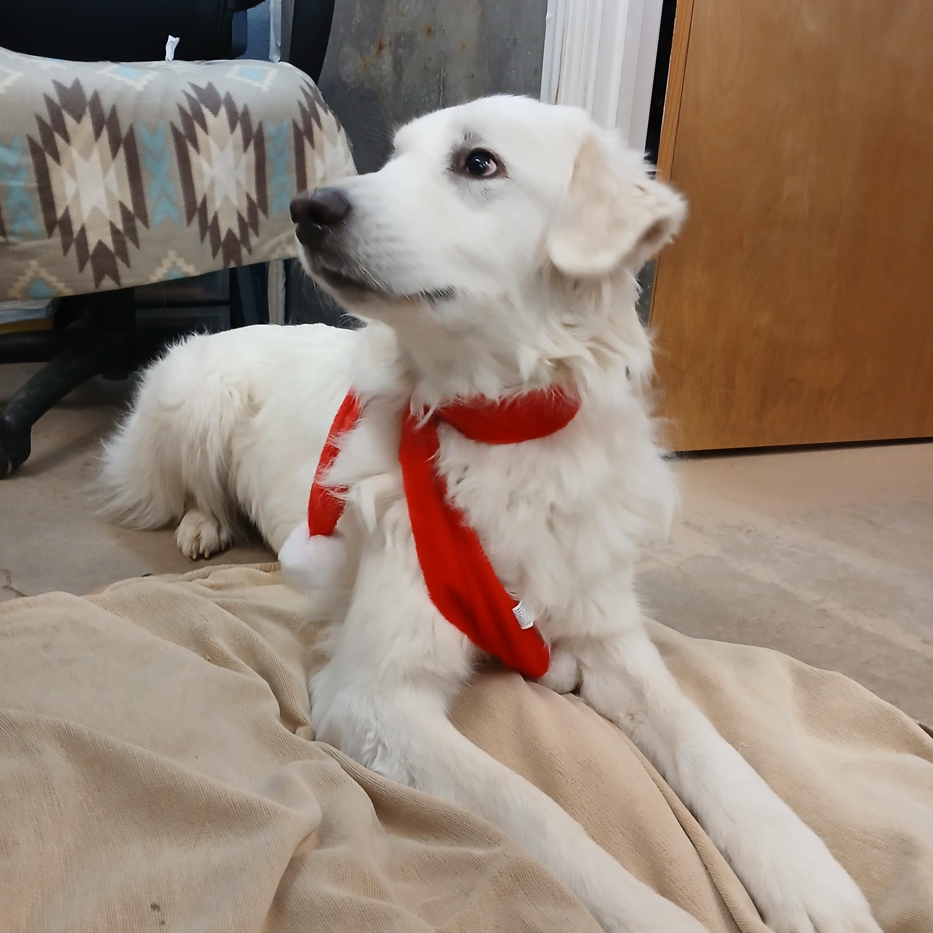 Tilly, ADOPTABLE, Adult Female Great Pyrenees & Labrador Retriever.