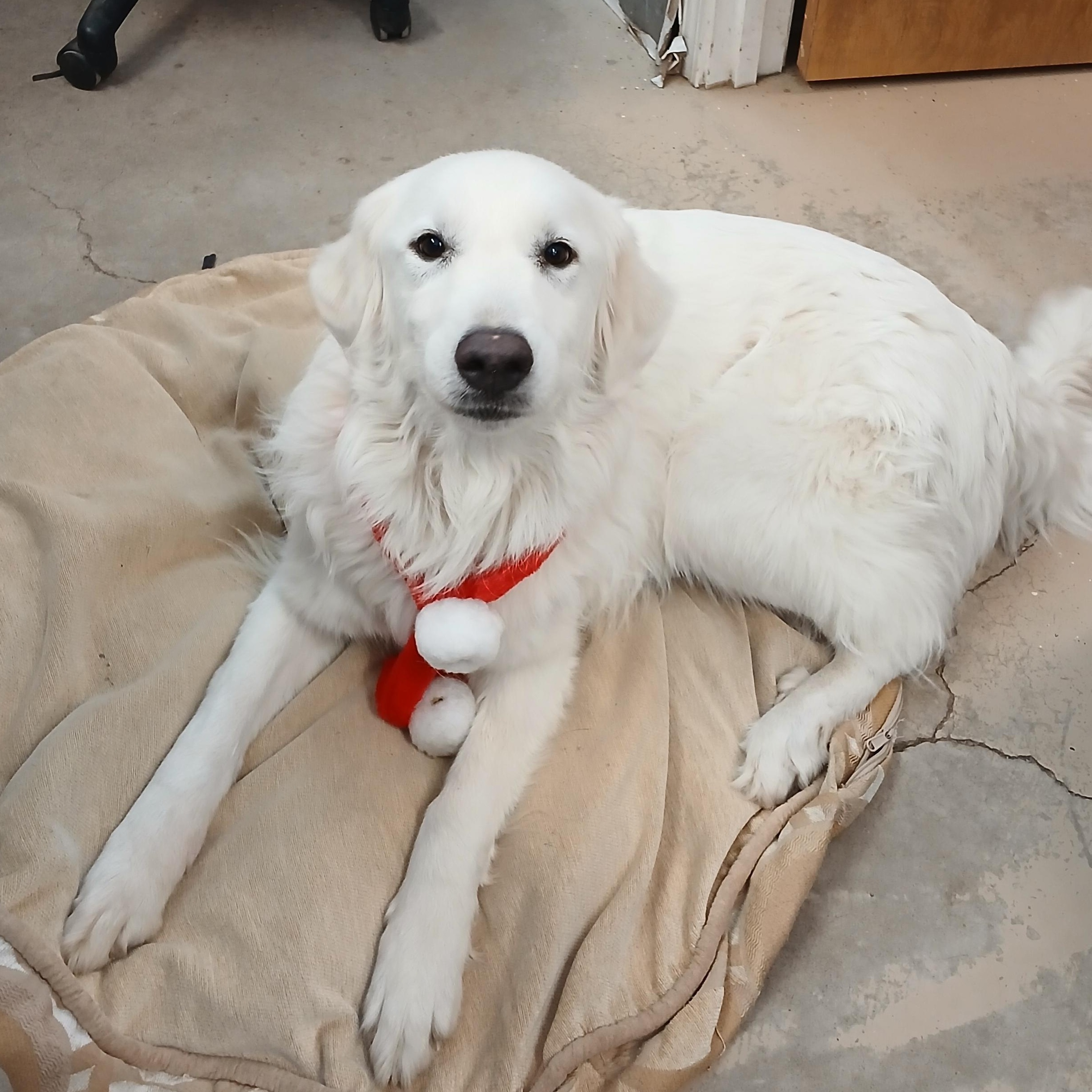 Tilly, a ADOPTABLE mixed breed image 2/3