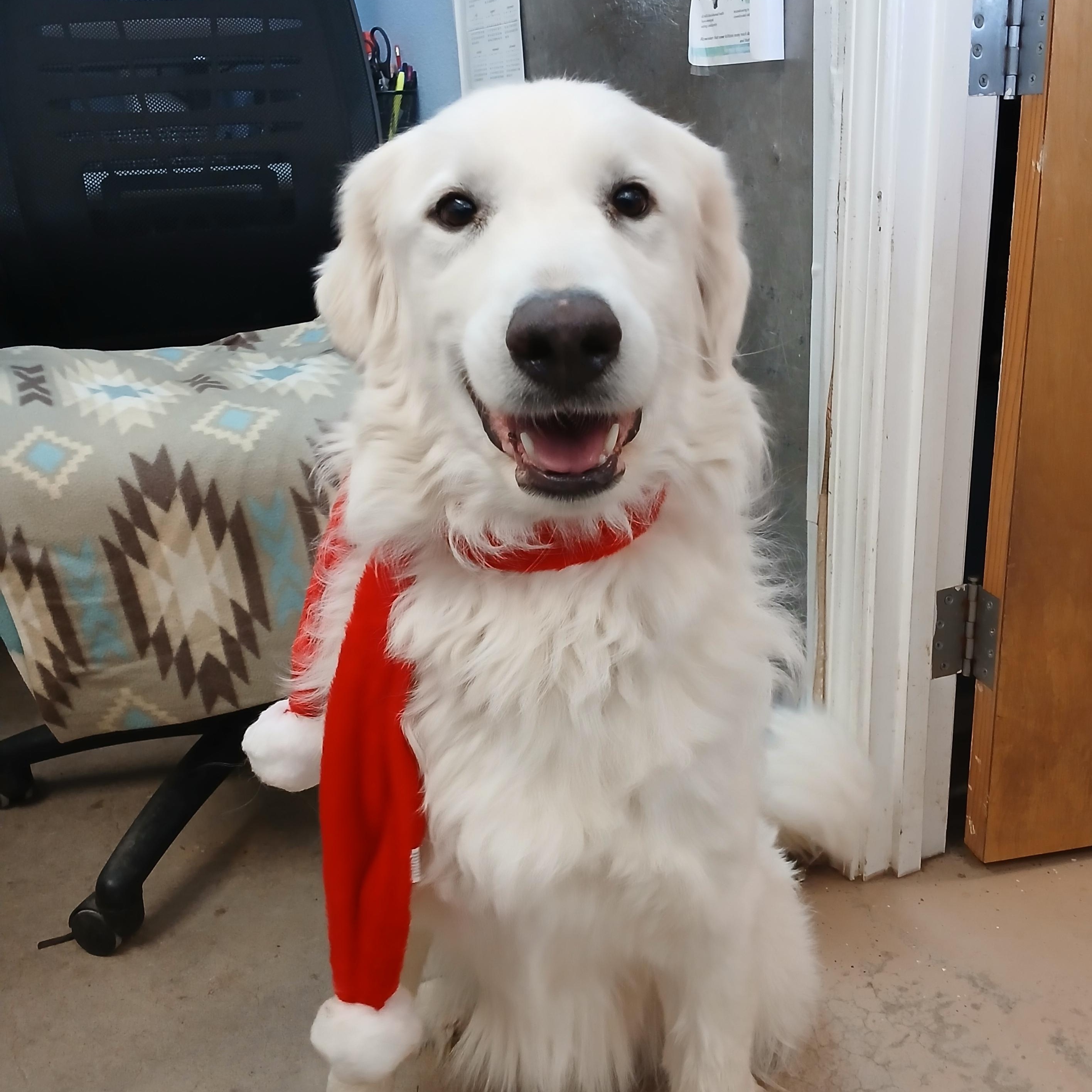 Tilly, a ADOPTABLE mixed breed image 3/3