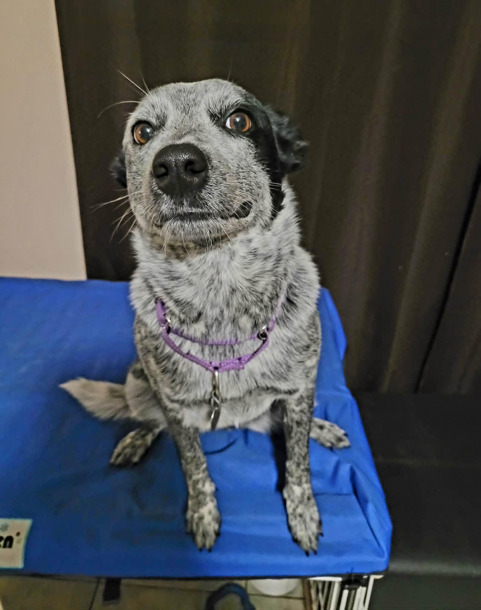 Enlarge Blu, a ADOPTABLE Australian Cattle Dog / Blue Heeler in Myakka City, FL image 4/6
