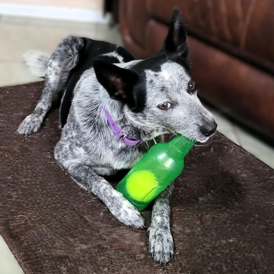 Enlarge Blu, a ADOPTABLE Australian Cattle Dog / Blue Heeler in Myakka City, FL image 3/6
