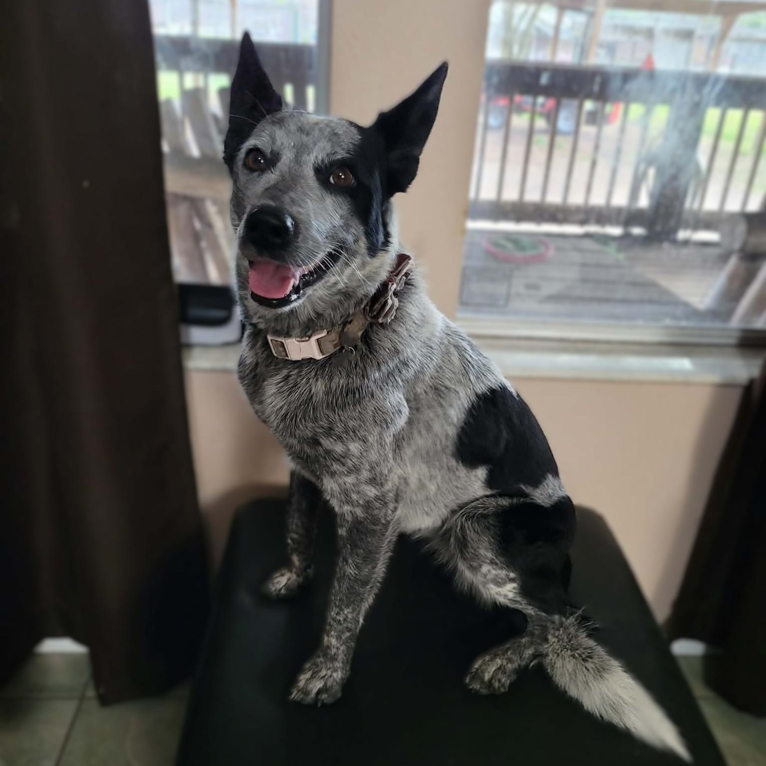 Blu, ADOPTABLE, Young Female Australian Cattle Dog / Blue Heeler.