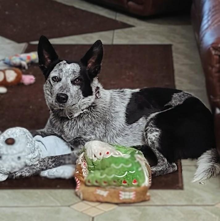 Enlarge Blu, a ADOPTABLE Australian Cattle Dog / Blue Heeler in Myakka City, FL image 6/6