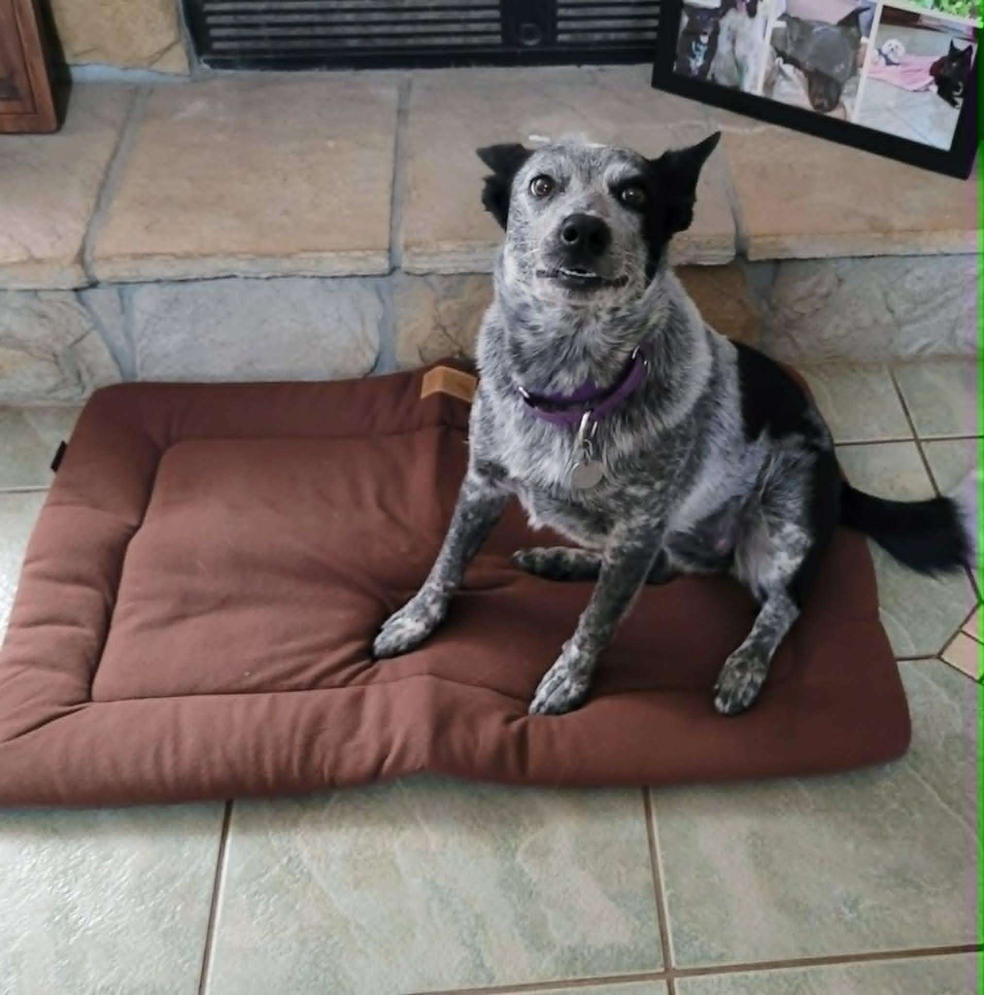 Enlarge Blu, a ADOPTABLE Australian Cattle Dog / Blue Heeler in Myakka City, FL image 5/6