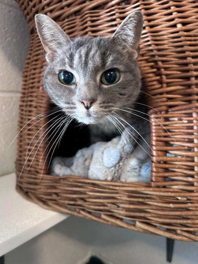 Mindy, Adoptable, Adult Female Domestic Short Hair.