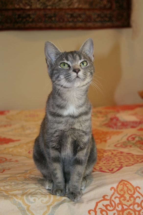 Mindy, a Adoptable mixed breed in Bryson City, NC image 2/3