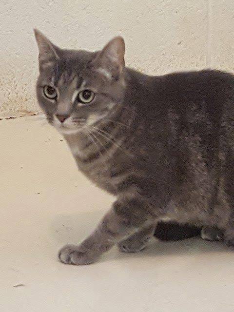 Mindy, a Adoptable mixed breed in Bryson City, NC image 3/3