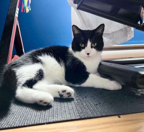 Enlarge Zuma, a ADOPTABLE Domestic Short Hair in Sainte-Martine, QC image 2/2