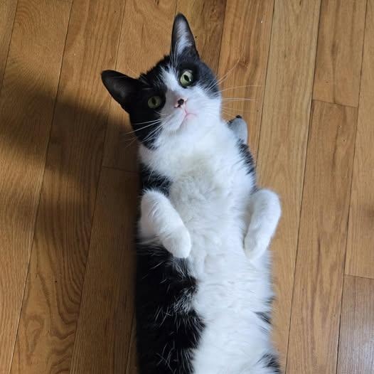 Enlarge Zuma, a ADOPTABLE Domestic Short Hair in Sainte-Martine, QC image 1/2