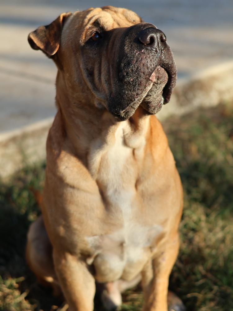 Hank photo