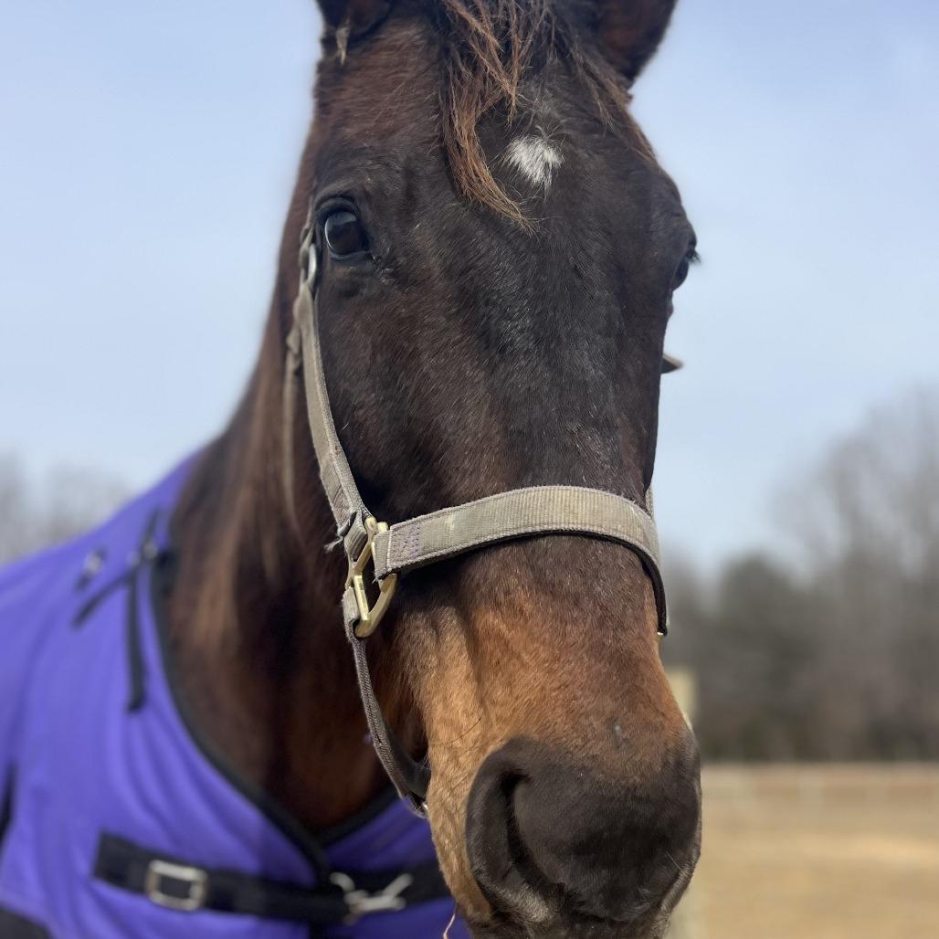 Enlarge Zephyr, a Adoptable Thoroughbred in Stokesdale, NC image 1/1