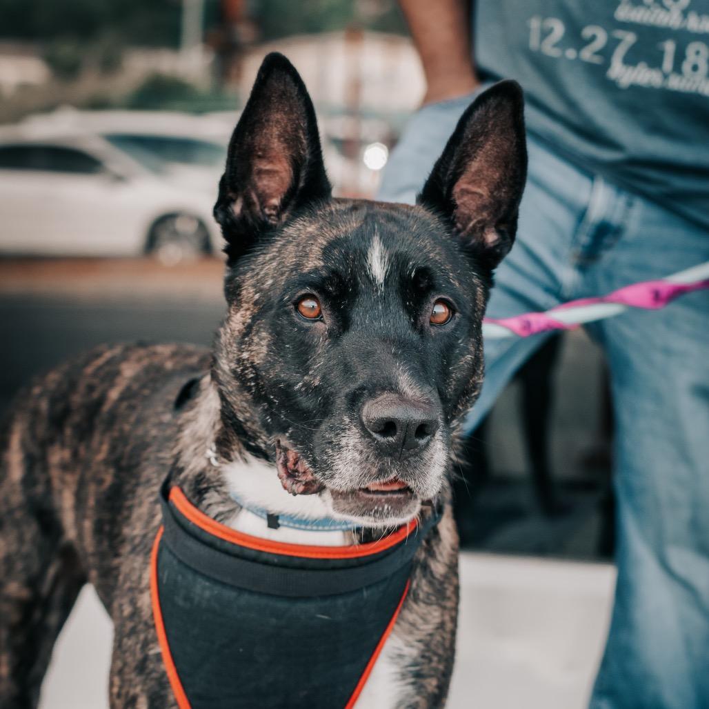 Luke, Adoptable, Adult Male German Shepherd Dog & Mixed Breed.