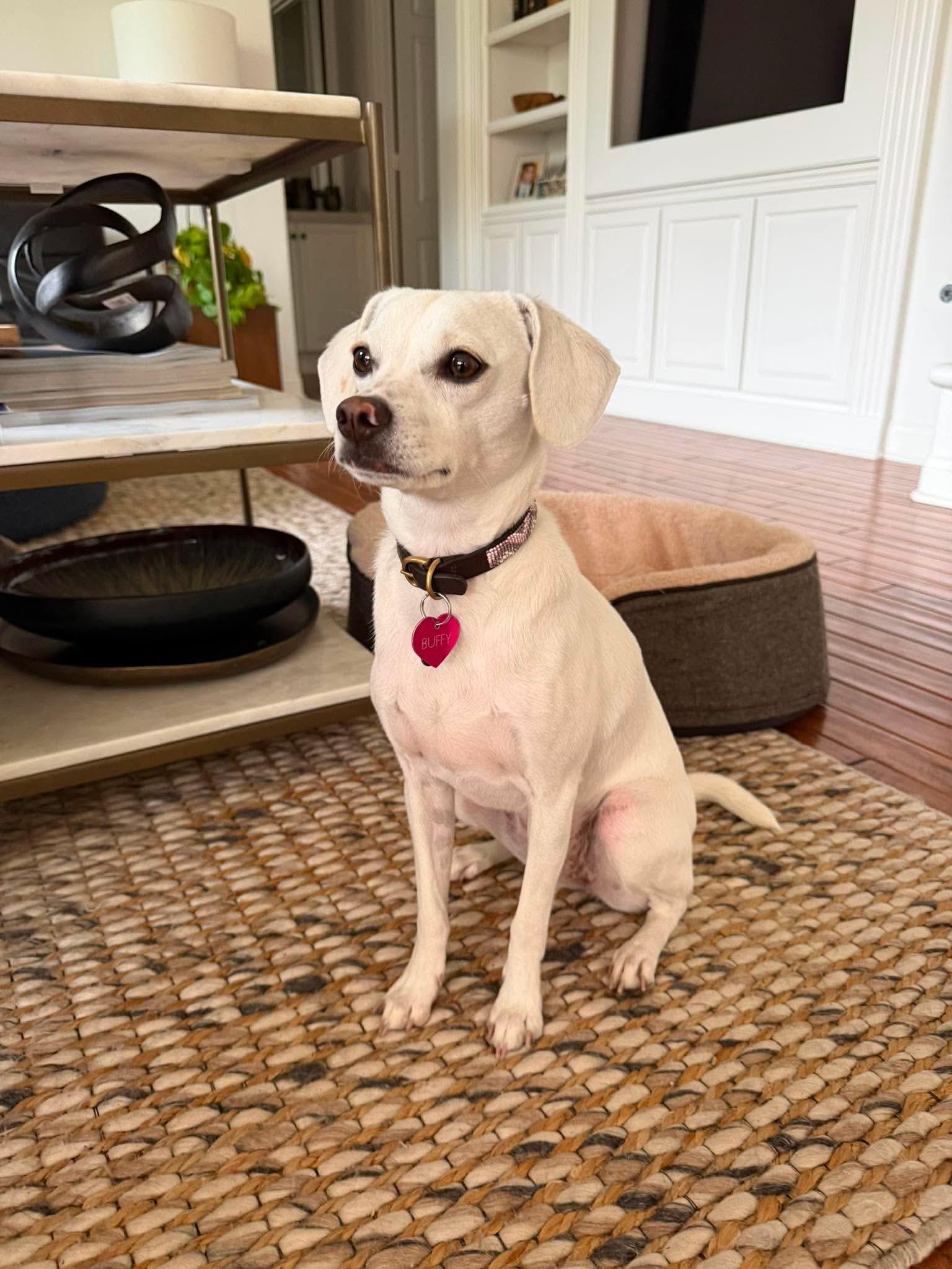 Buffy, Adoptable, Young Female Shih Tzu & Poodle.