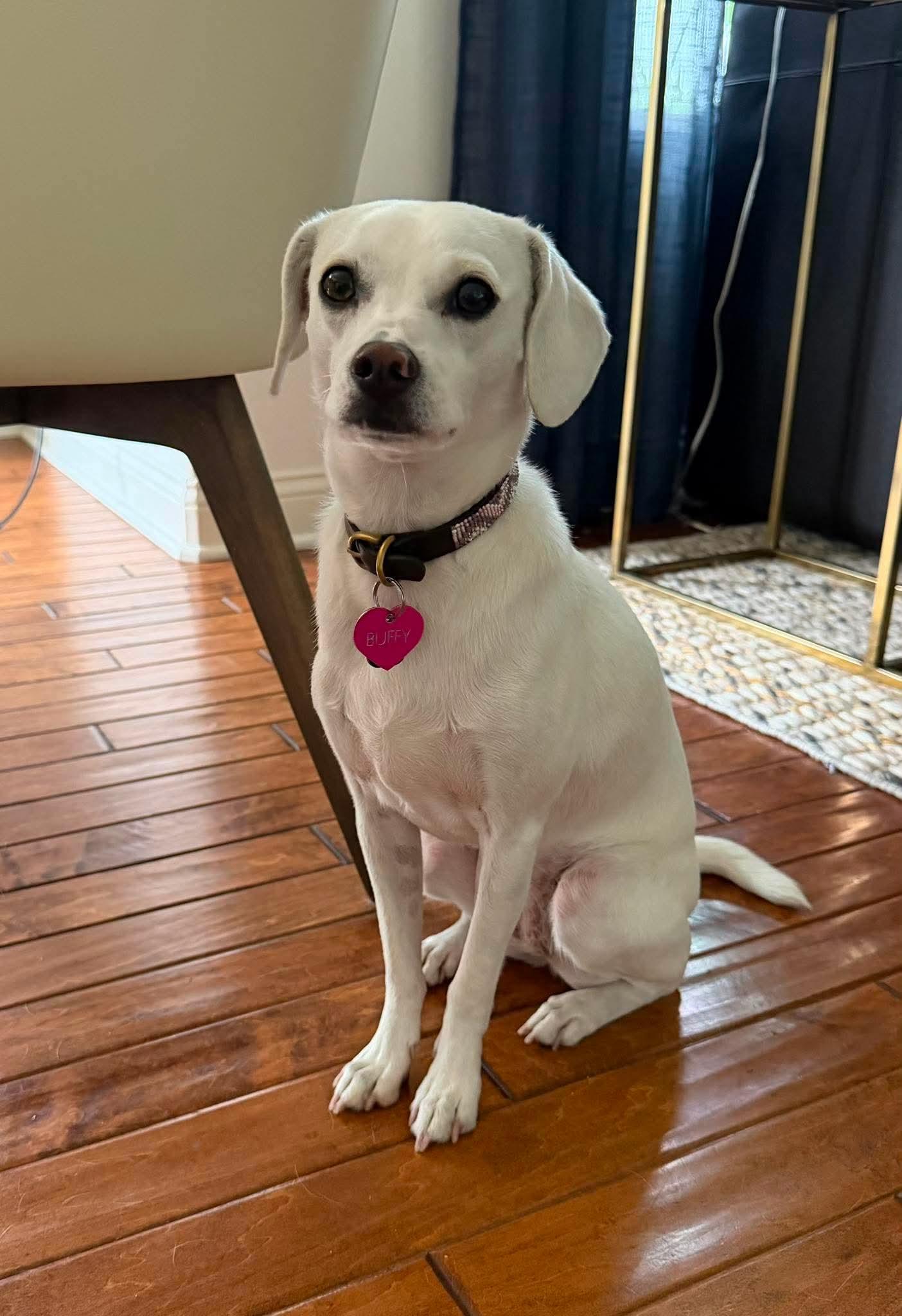 Buffy, a Adoptable mixed breed in San Clemente, CA image 2/3