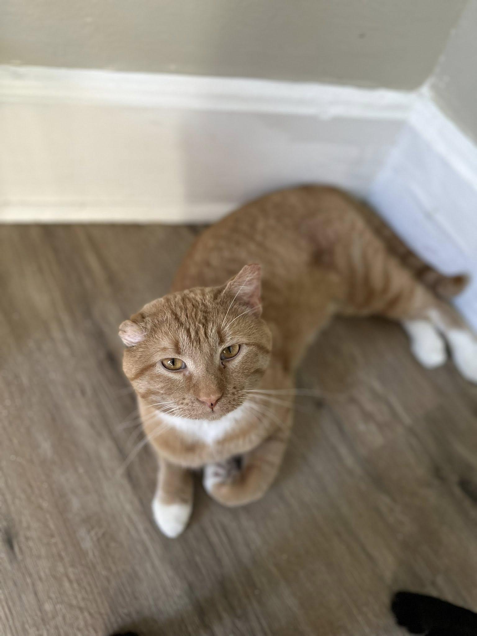 Enlarge Mr. Biscuit, an adopted Domestic Short Hair in Crawfordsville, IN image 2/2