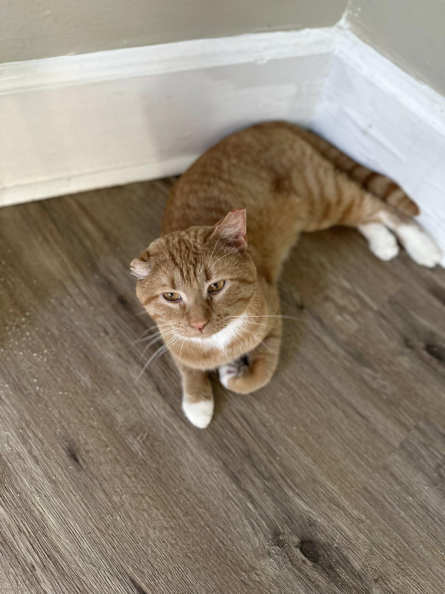 Enlarge Mr. Biscuit, an adopted Domestic Short Hair in Crawfordsville, IN image 1/2