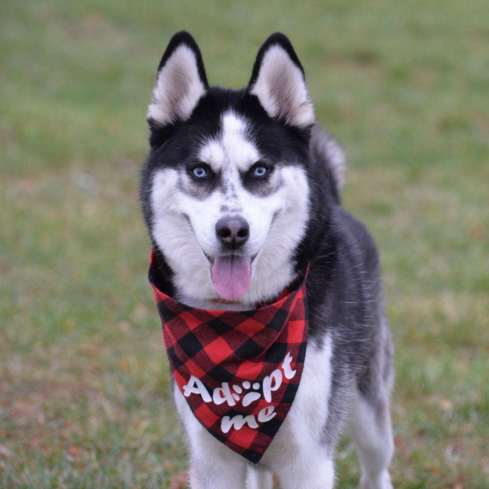 Vlad, Adoptable, Young Male German Shepherd Dog.