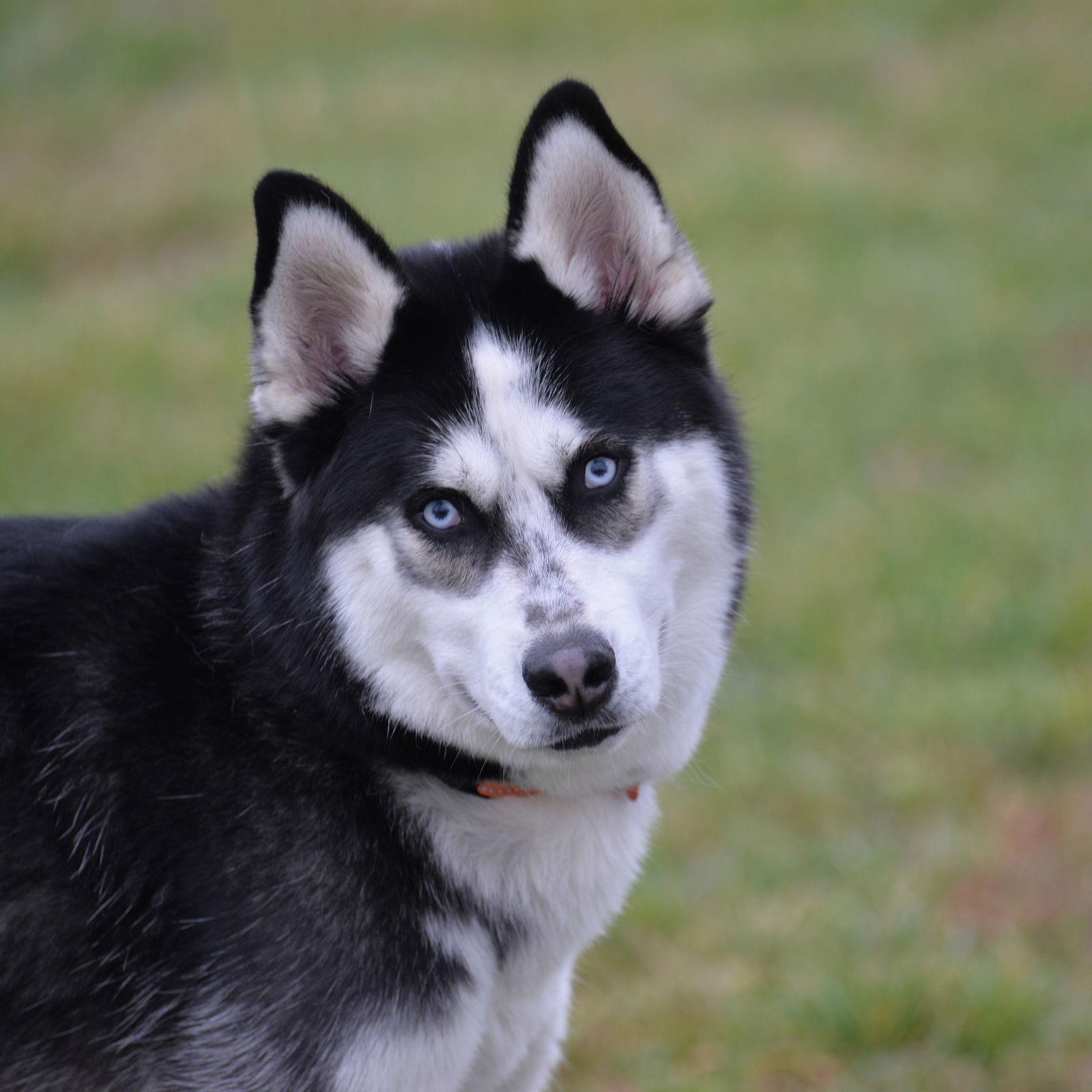 Enlarge Vlad, a Adoptable German Shepherd Dog in Gretna, NE image 2/3