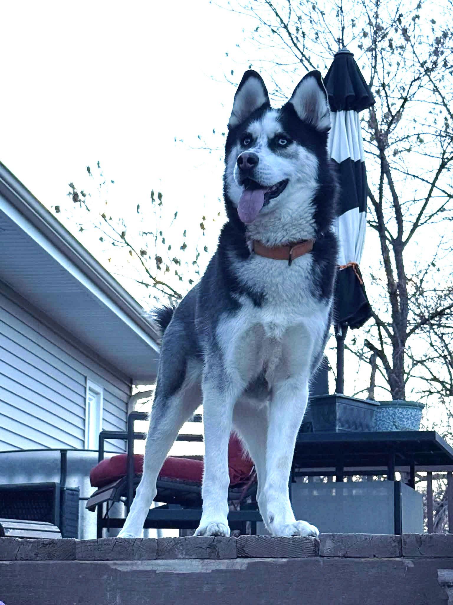 Enlarge Vlad, a Adoptable German Shepherd Dog in Gretna, NE image 3/3