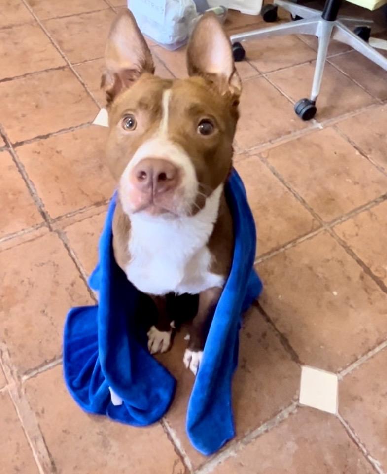 Enlarge Allistor, a ADOPTABLE mixed breed in Coconut Creek, FL image 2/4