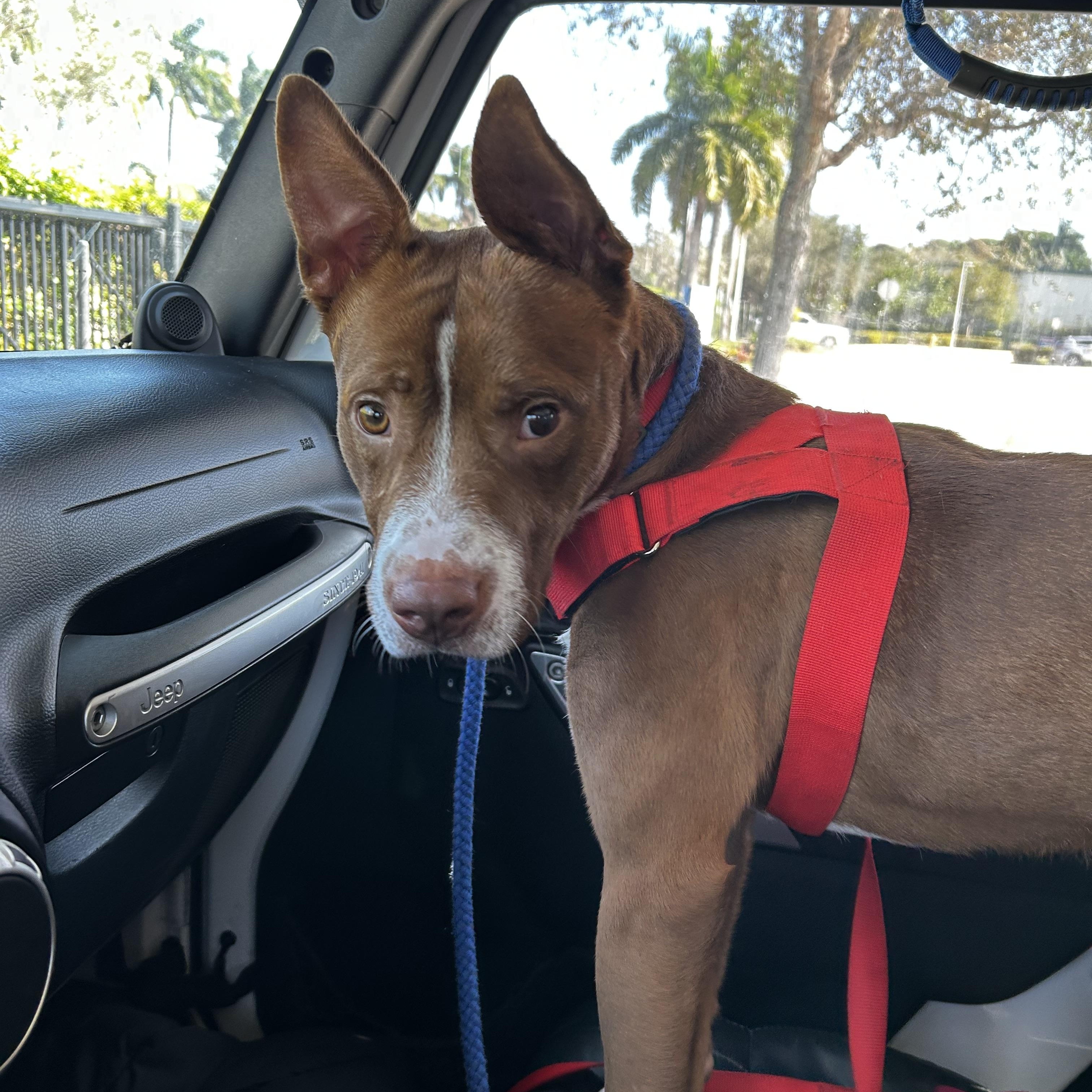 Allistor, ADOPTABLE, Young Male Staffordshire Bull Terrier.