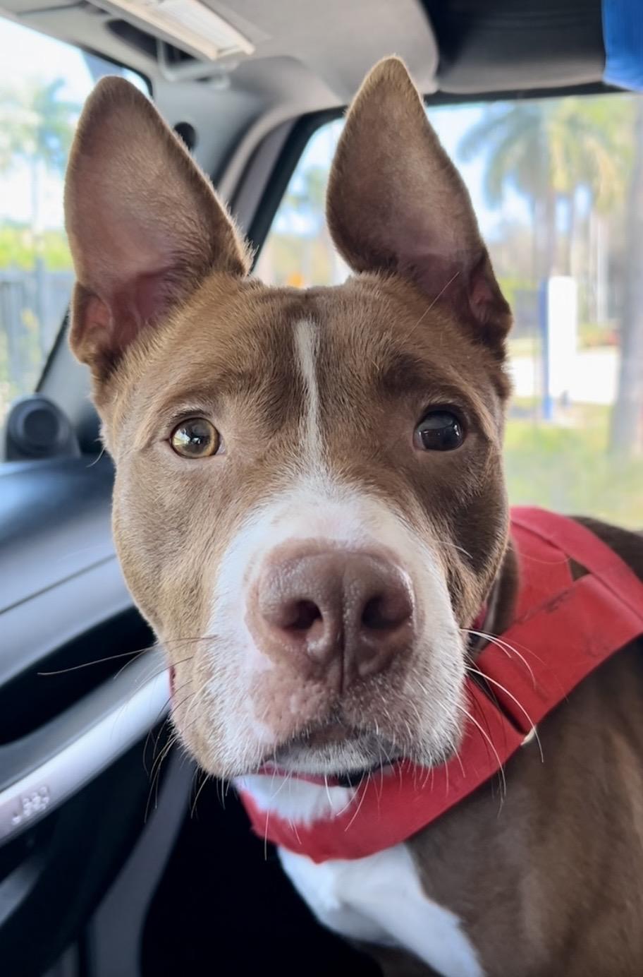 Enlarge Allistor, a ADOPTABLE mixed breed in Coconut Creek, FL image 3/4