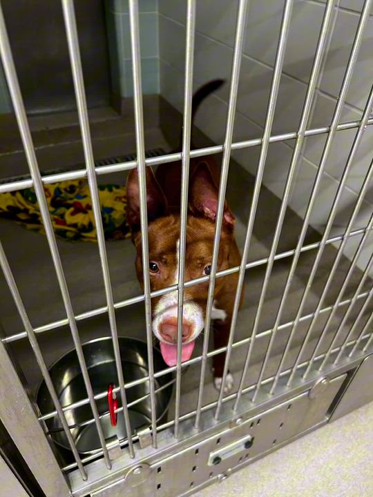 Enlarge Allistor, a ADOPTABLE mixed breed in Coconut Creek, FL video 4/4