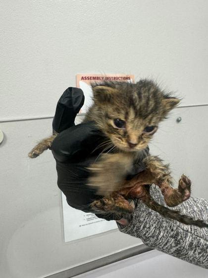 Moe, Adoptable, Kitten Male Domestic Short Hair & Domestic Short Hair.