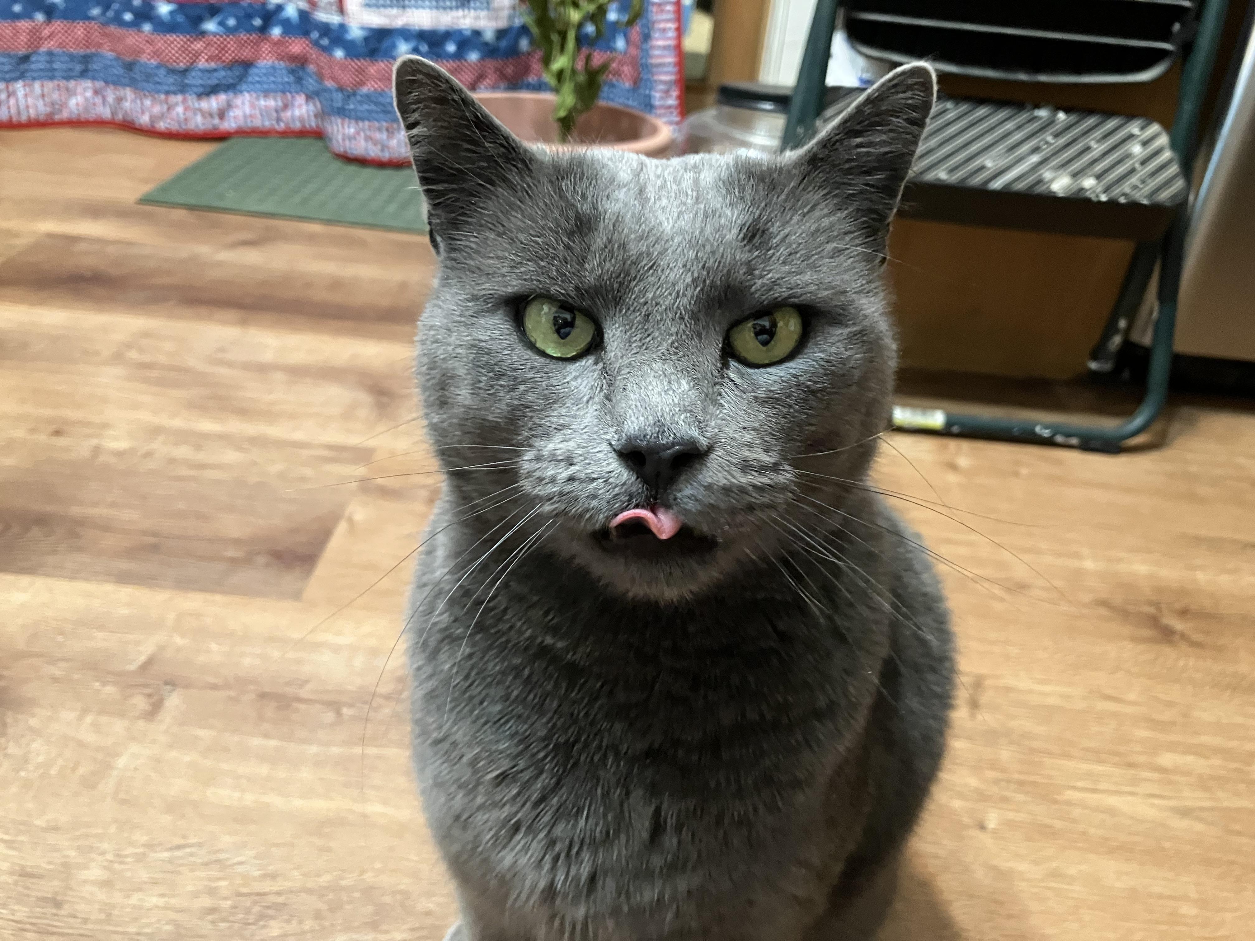 Sam, adoptable, Adult Male Domestic Short Hair.