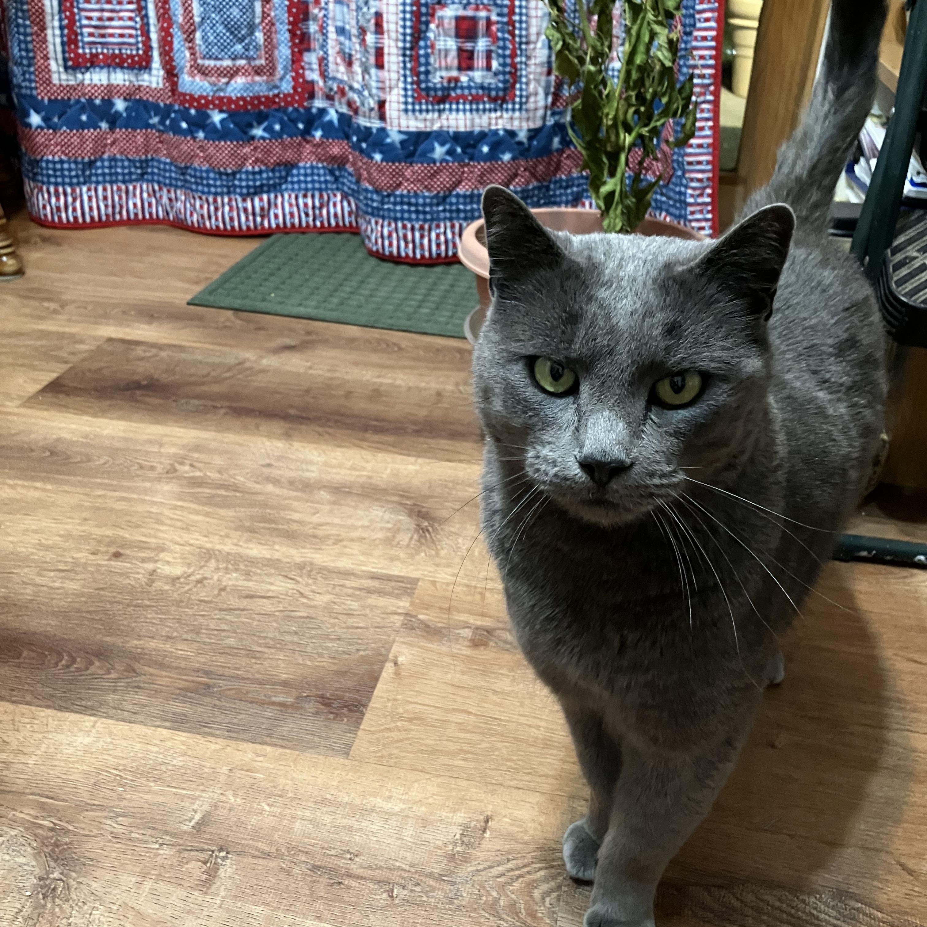 Sam, an adoptable mixed breed in Albuquerque, NM image 2/3