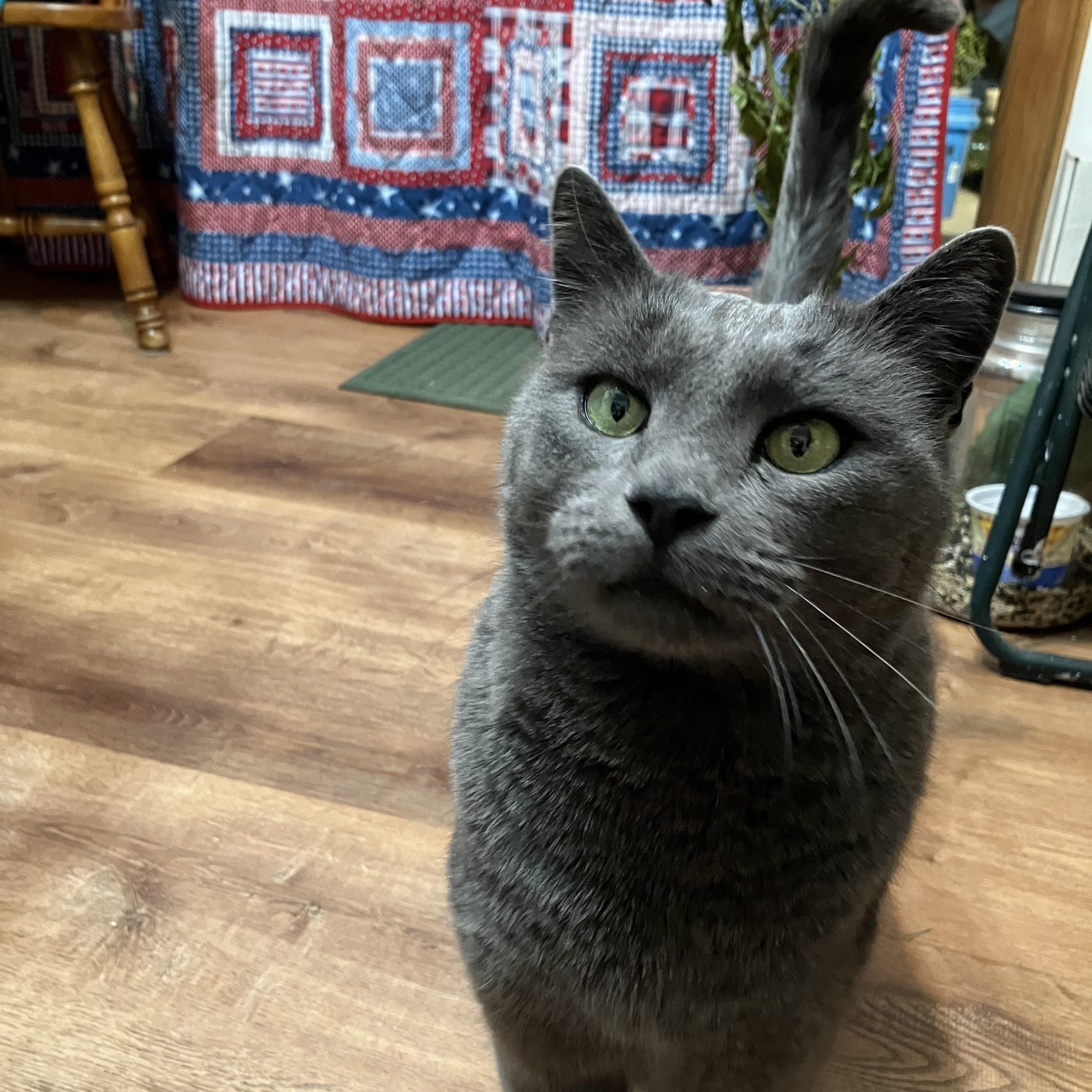 Sam, an adoptable mixed breed in Albuquerque, NM image 3/3