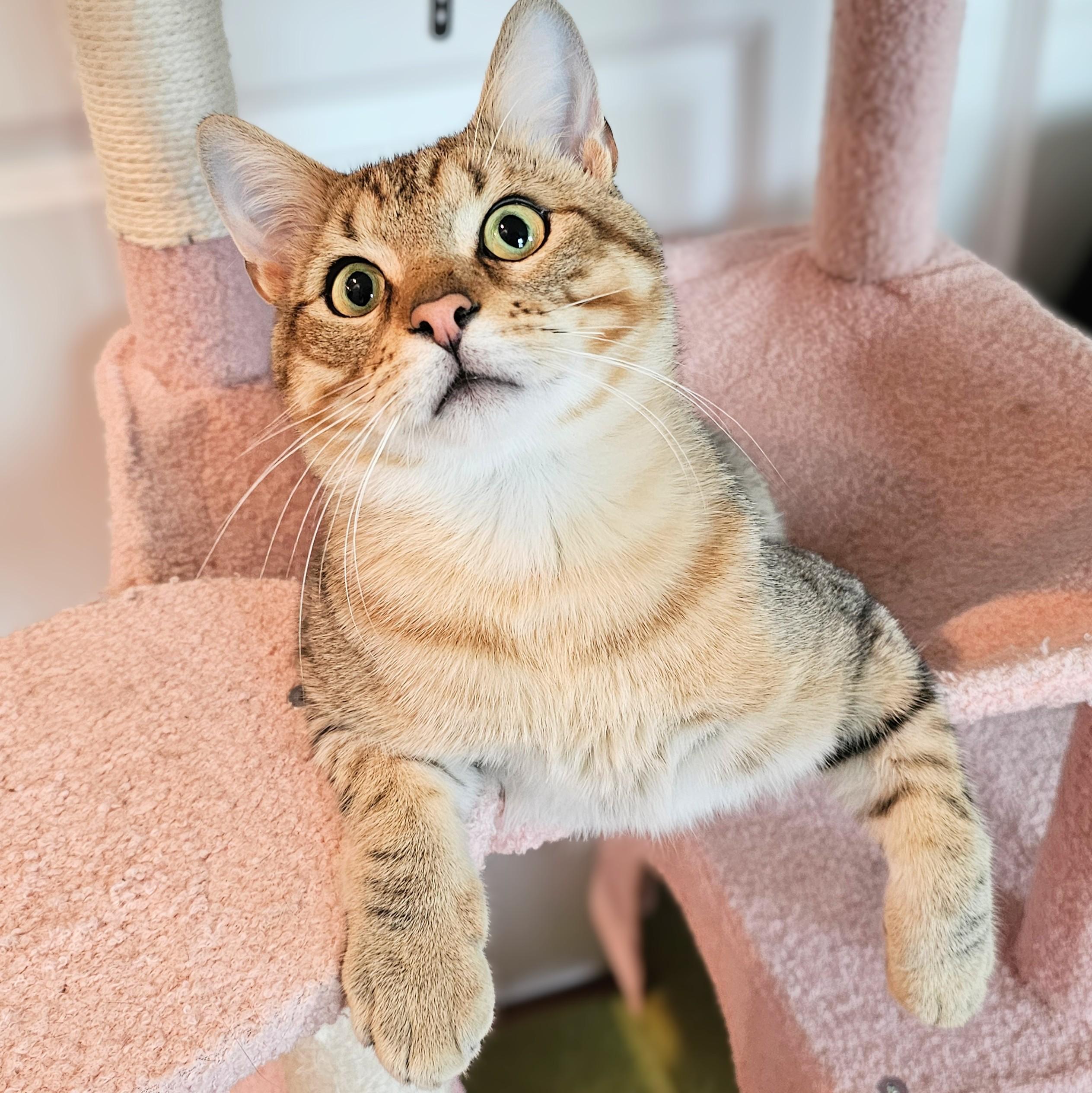 Thunder, a ADOPTABLE Tabby in Chicago, IL image 2/6